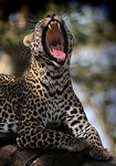 зевающий леопард